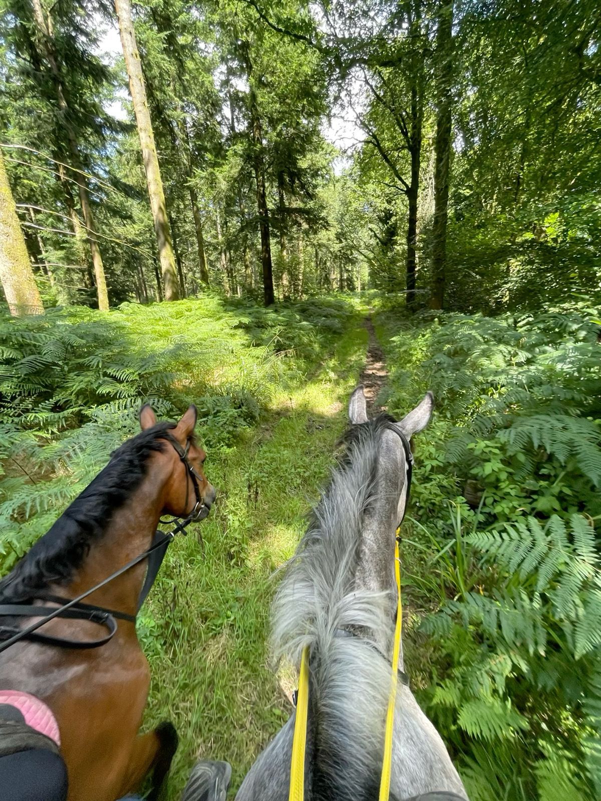 Şile At Binicilik ATBİNTUR