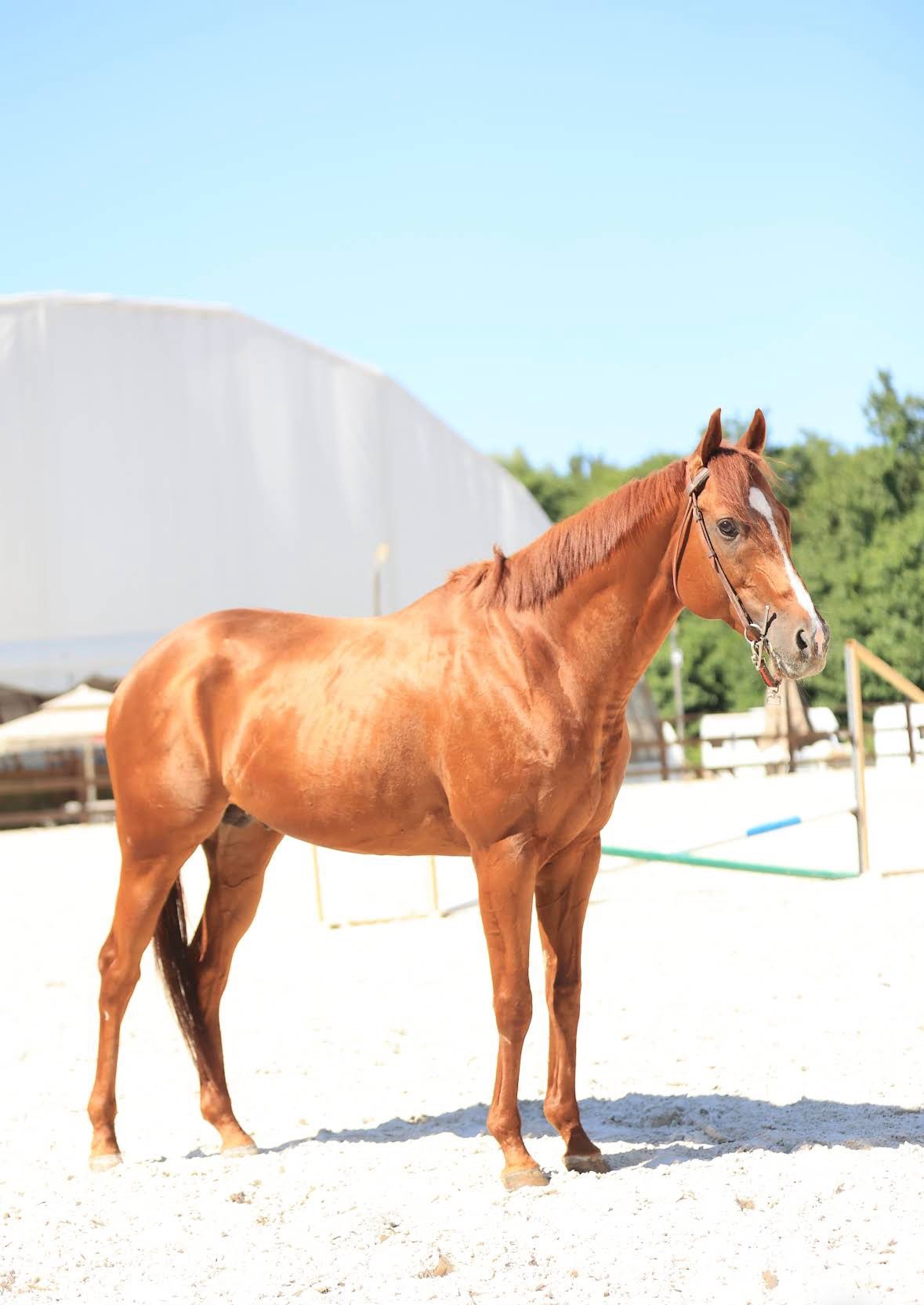 Şile At Binicilik Atbintur